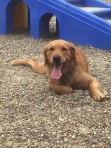 Puppy party 4/21/16
