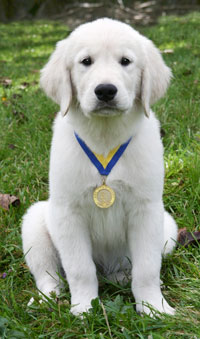 starpuppy