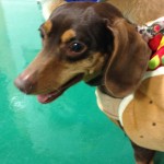Wiener Dog in Wiener Costume