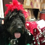Not a Gypsy!