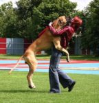 BigDogJumpingOnGirl