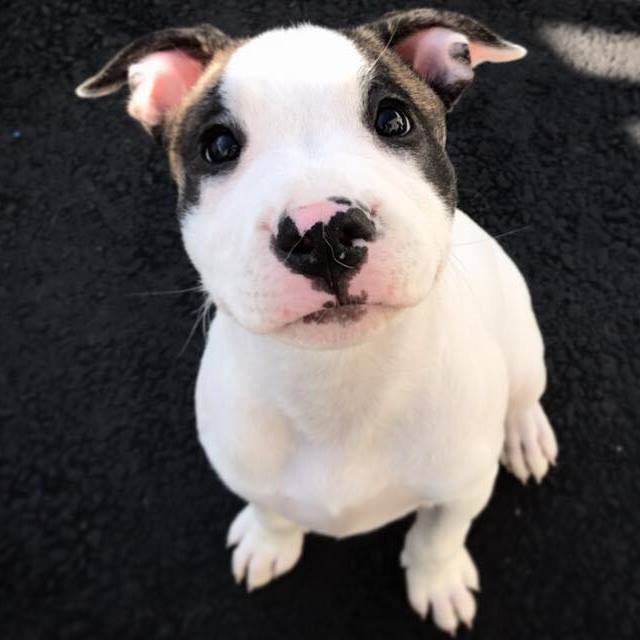 Cute Puppy