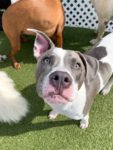 Good Pit Mixes are Ok to play