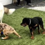 Outside Playtime