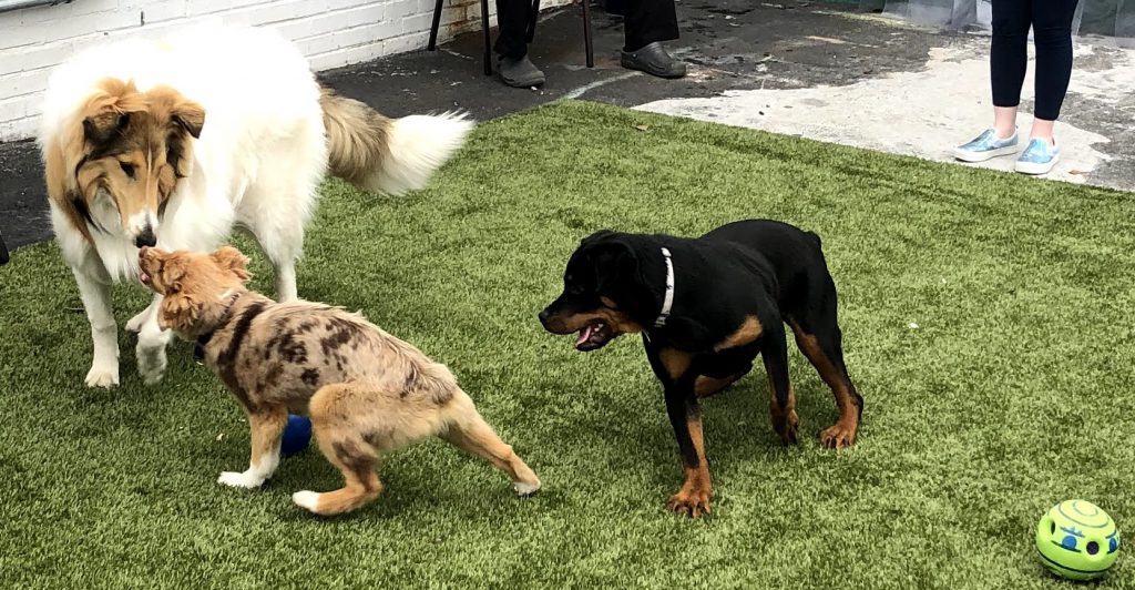 Outside Playtime